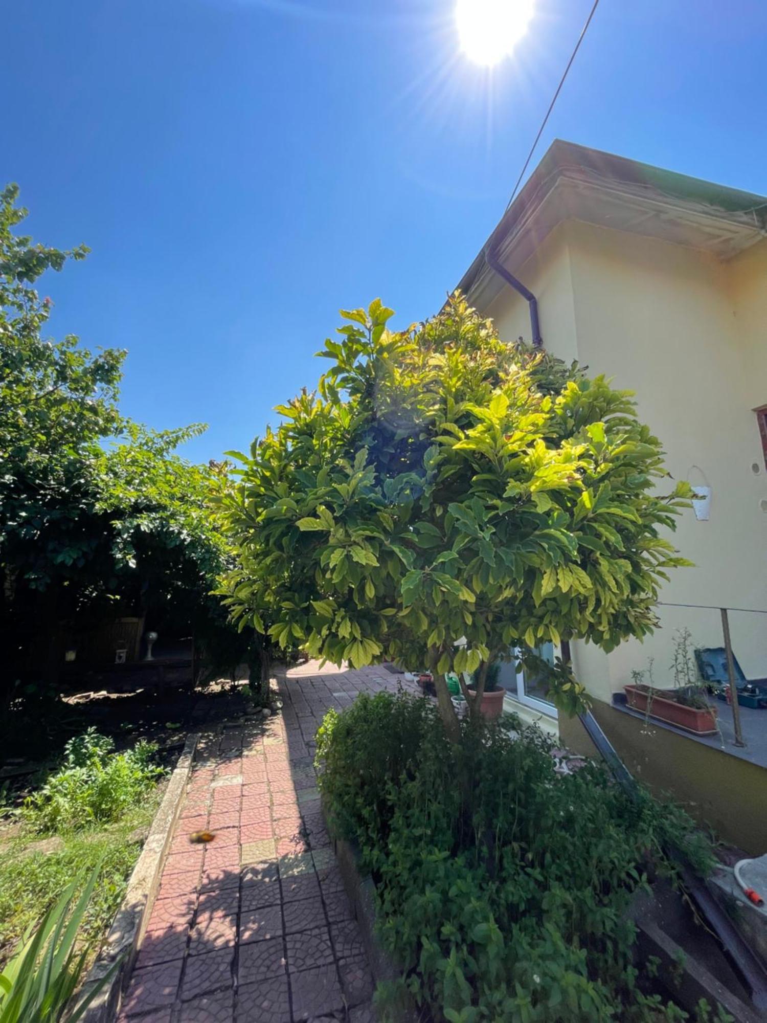 Casa Trandafirilor Hotel Tulcea Eksteriør billede